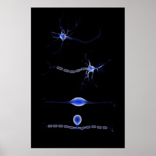 Begreppsmässigt avbilda av en Neuron 1 Poster
