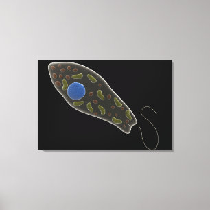 Begreppsmässigt avbilda av Euglena 1 Canvastryck