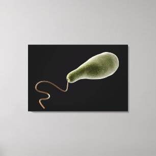 Begreppsmässigt avbilda av Euglena 2 Canvastryck