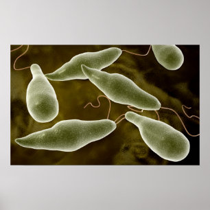 Begreppsmässigt avbilda av Euglena 3 Poster