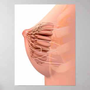 Begreppsmässigt avbilda av kvinnlig bröstanatomi poster