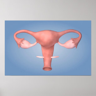 Begreppsmässigt avbilda av kvinnligt reproduktivt poster