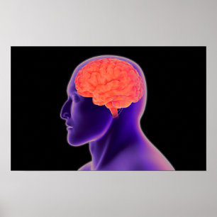 Begreppsmässigt avbilda av människahjärna 1 poster