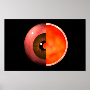 Begreppsmässigt avbilda av människaögatvärsnitt 3 poster