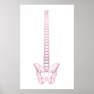 Begreppsmässigt avbilda av människaryggrad 2 poster