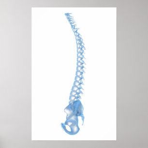 Begreppsmässigt avbilda av människaryggrad 5 poster