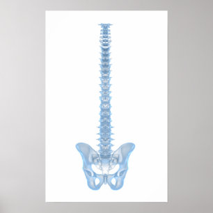 Begreppsmässigt avbilda av människaryggrad 6 poster