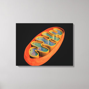 Begreppsmässigt avbilda av Mitochondria 3 Canvastryck