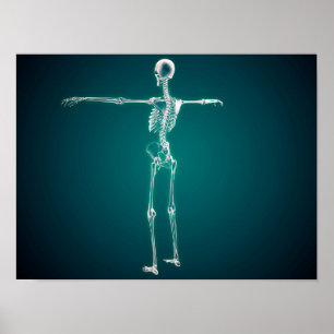 Begreppsmässigt avbilda av Skeletal system för Poster
