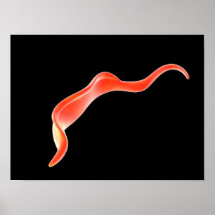 Begreppsmässigt avbilda av Trypanosoma 2 Poster