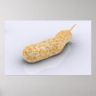 Begreppsmässigt avbilda av vibrioen Cholerae 3 Poster