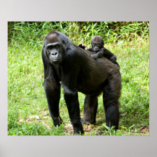 Begynna Lowlandgorilla på mödrarbaksida Poster