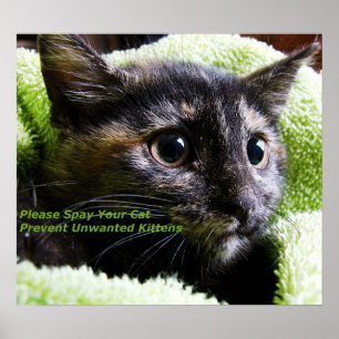 Behaga Spay din katt Poster