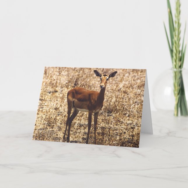 Behagfull dam (impalaen) kort (Framsida)