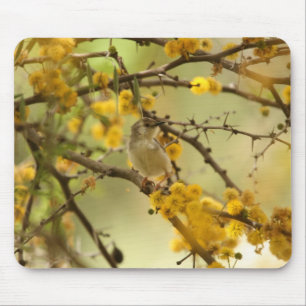 Behagfull Prinia Musmatta