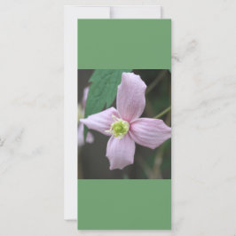 behålla lugn och avläsning, rosa trädgårdsblomma