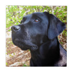 Behålla Tittar - Labrador Retriever - Svart lab Kakelplatta<br><div class="desc">En söt Black Labrador Retriever Puppy tittar upp på träd och naturen.

Behålla Tittar - Originalteckning efter Judy Burrows @ Black Hund Art</div>
