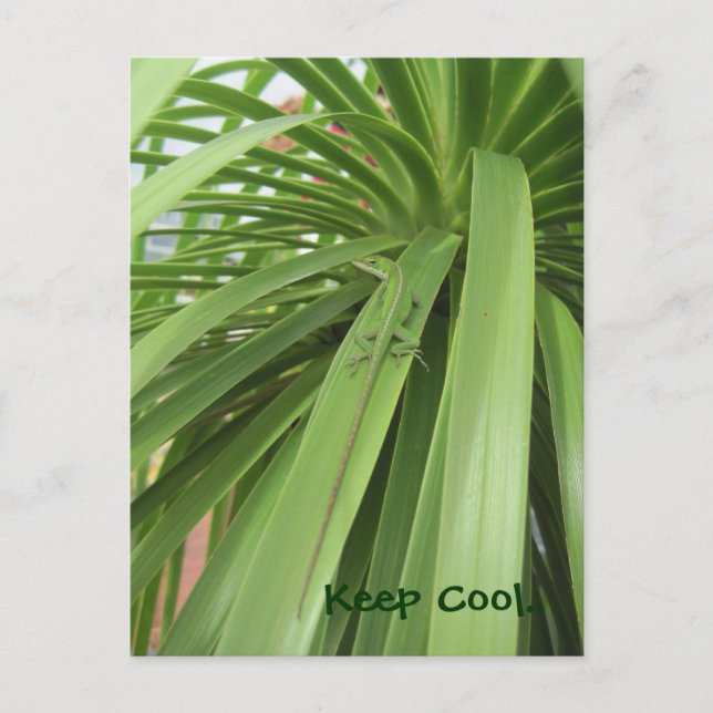 Behållans Coola.. Vykort (Framsida)