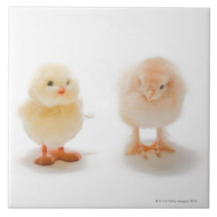 Behandla som ett barn höna och fejka mekanisk höna kakelplatta