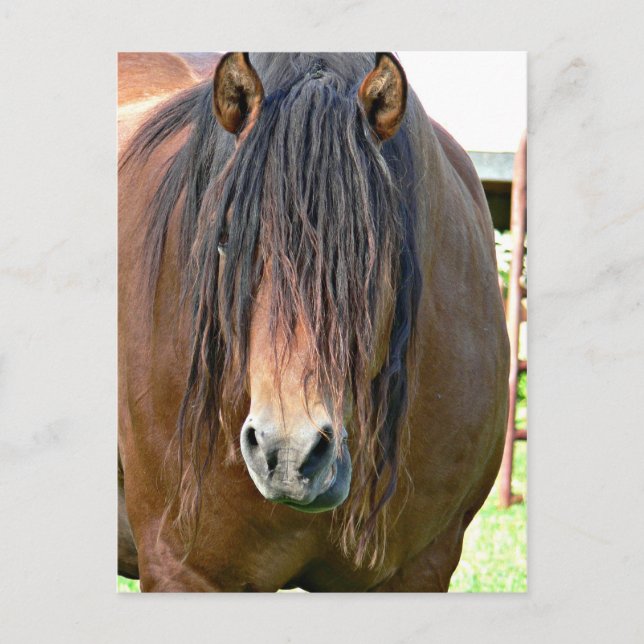 Behöver ett hårklippt vykort (Framsida)