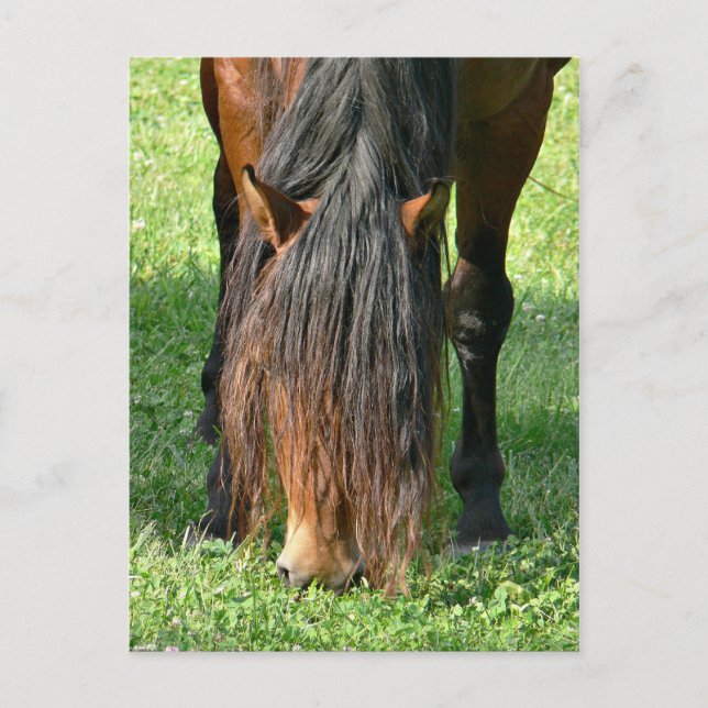 behöver frisyr vykort (Framsida)