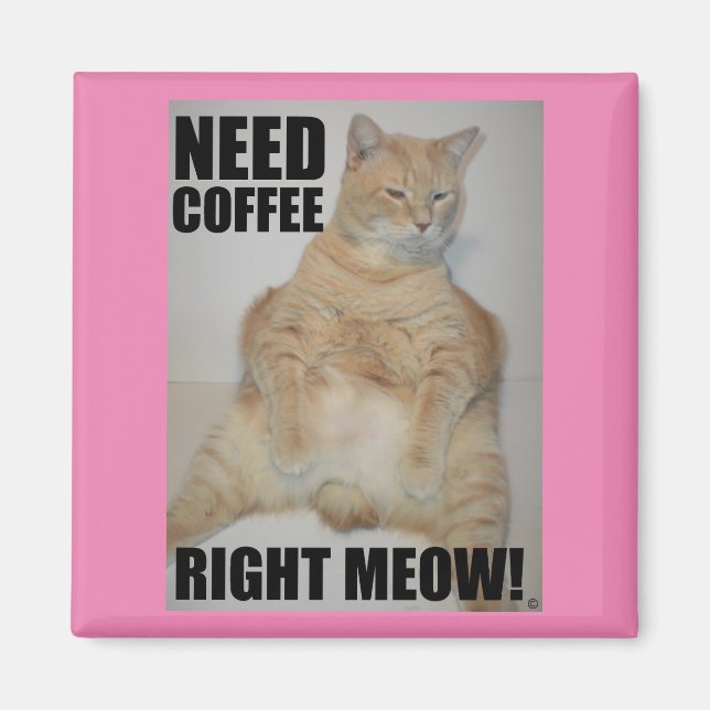 BEHÖVER KOFFEE HÖGER MEOW! Manx Cat Sitta Funny Magnet (Framsidan)
