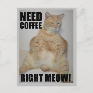 BEHÖVER KOFFEE HÖGER MEOW! Manx Cat Sitta Funny Vykort