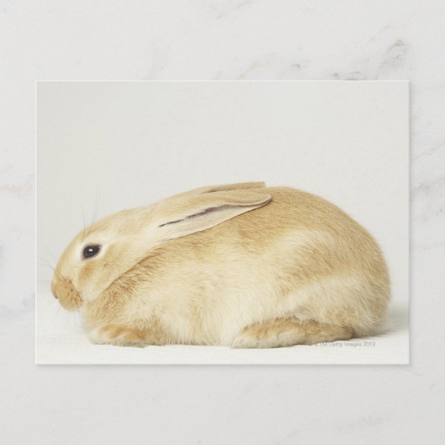 Beige bunny kanin på vit bakgrund 4 vykort (Framsida)