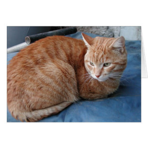 Beige Cat Hälsningskort