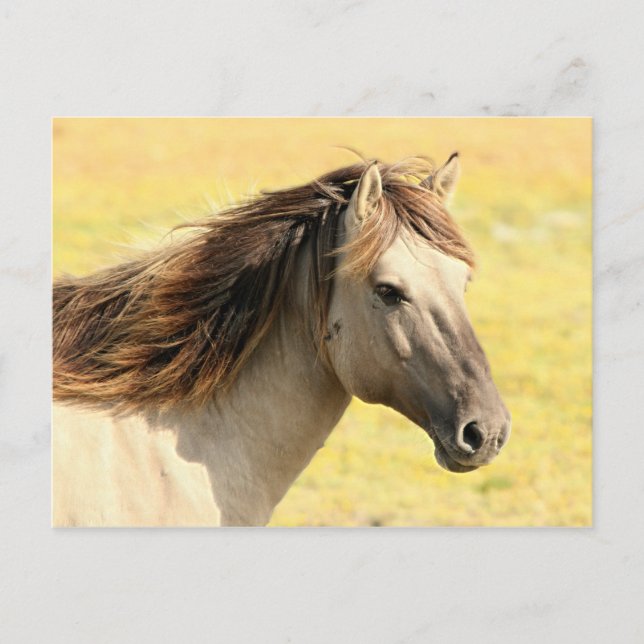 Beige Horse Profile Vykort (Framsida)