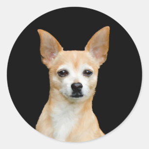 Beige målad chihuahua på svart bakgrund runt klistermärke