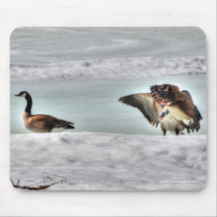 Bekämpning av Canada Geese & Snö Wildlife Photo Musmatta