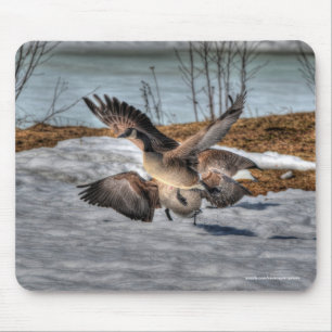 Bekämpning av Canada Geese & Snö Wildlife Photo Musmatta