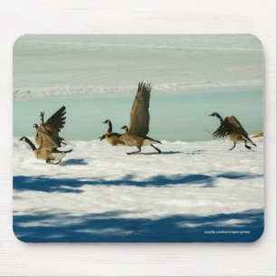 Bekämpning av Canada Geese & Snö Wildlife Photo Musmatta