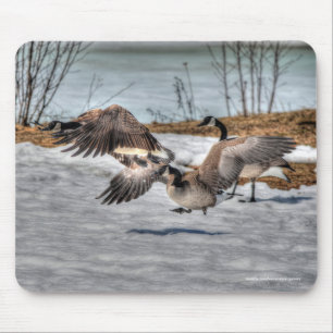 Bekämpning av Canada Geese & Snö Wildlife Photo Musmatta