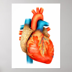 Bekläda beskådar av människahjärta poster