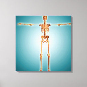 Bekläda beskådar av Skeletal system för människa Canvastryck
