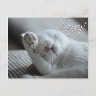 Beklagar Apology Cat Funny Tass Cute Animals Vykort