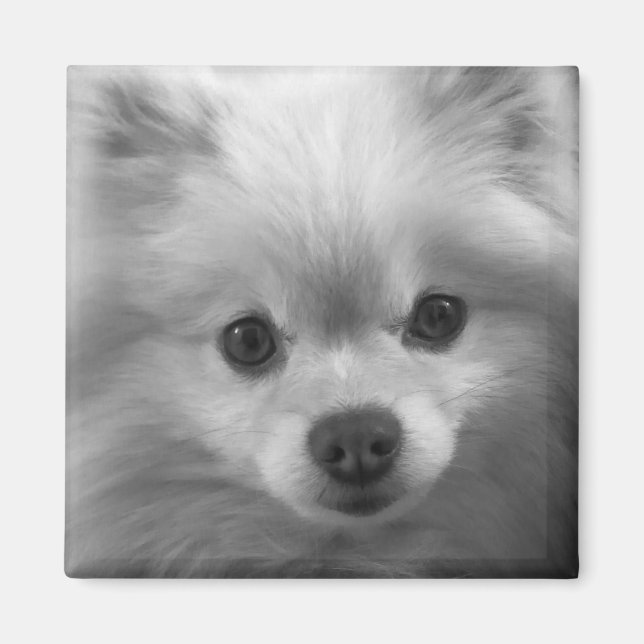 Beklagligt nog Cute Pommern Puppy Magnet (Framsidan)