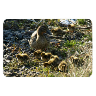 Bekväma anklings magnet