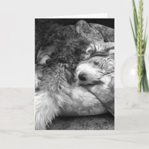 Bekvämlig snooze Gamla engelska Sheepdog Kort