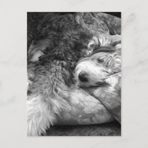 Bekvämlig snooze Gamla engelska Sheepdog Vykort