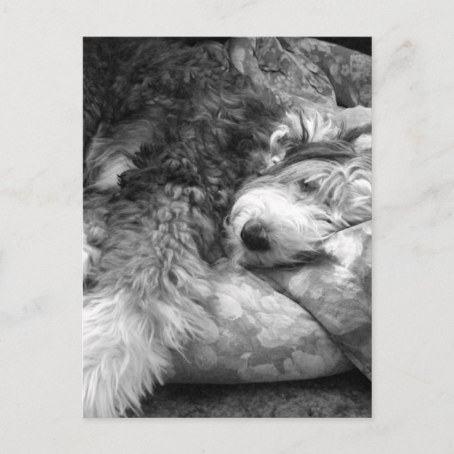 Bekvämlig snooze Gamla engelska Sheepdog Vykort (Framsida)