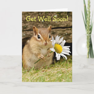 Bekvämt Baby Chipmunk med Daisy - kom snart! Kort