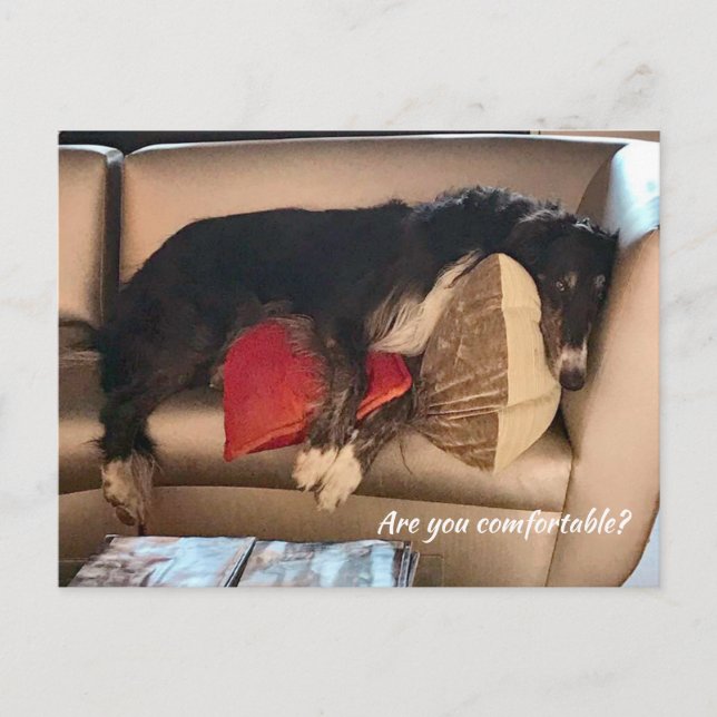Bekvämt Borzoi-vykort Vykort (Framsida)