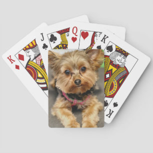 Bekvämt Casinokort