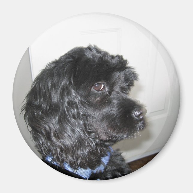 Bekvämt Hund Magnet (Framsidan)