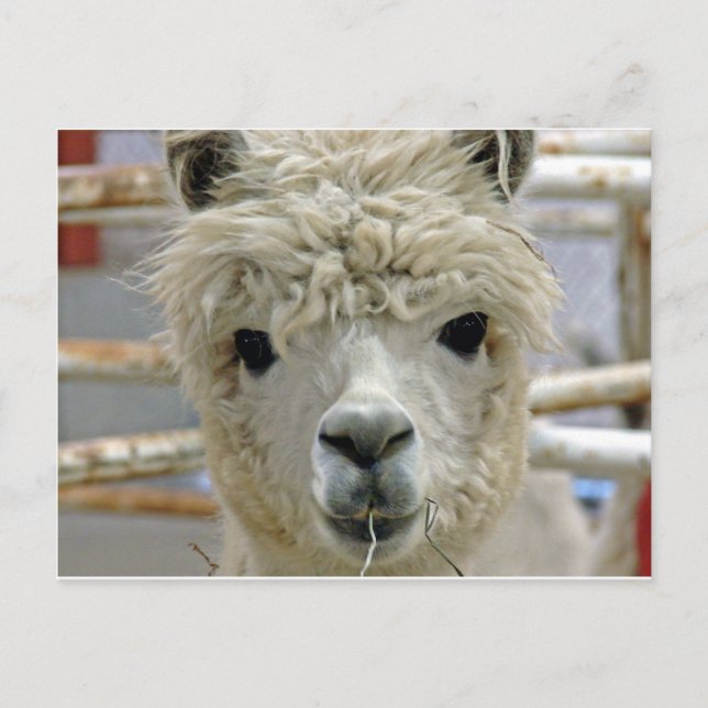 Bekvämt Vykort (Framsida)