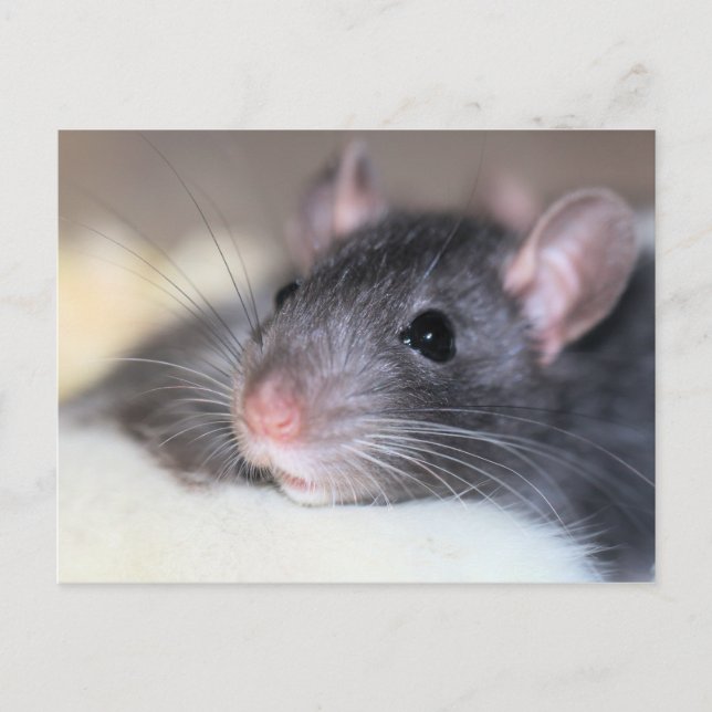 Bekvämt Vykort (Framsida)