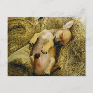 Bekvämt vykort av typen Chihuahua Puppy